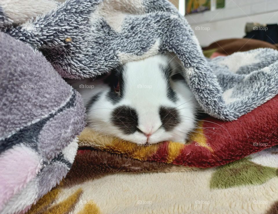 rabbit under the blanket.