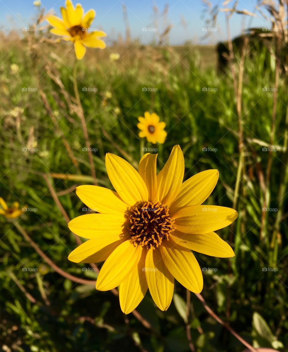 Brown eyed Susan 