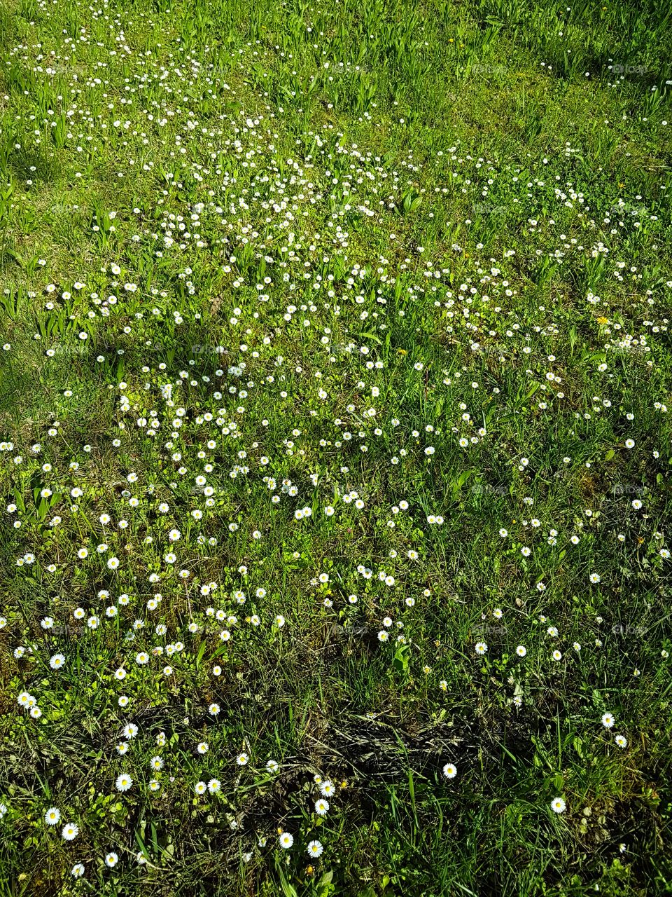 Daisies meadow in a sunny summer day