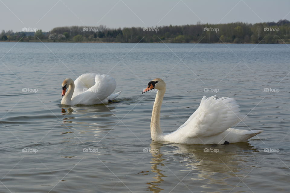 two swans on a lake spring time