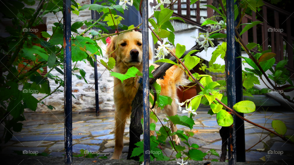 golden ret following us