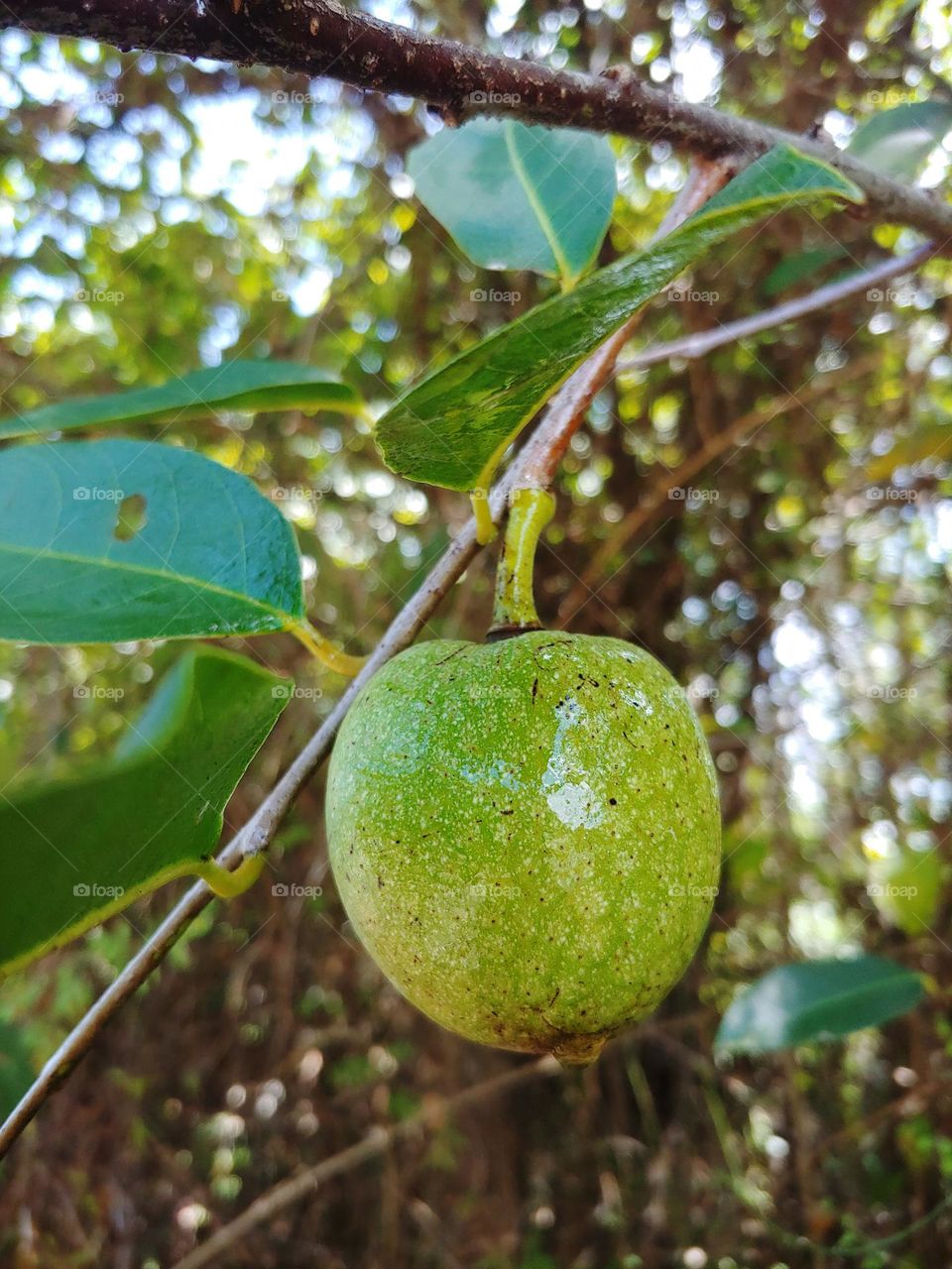 wild fruit captured