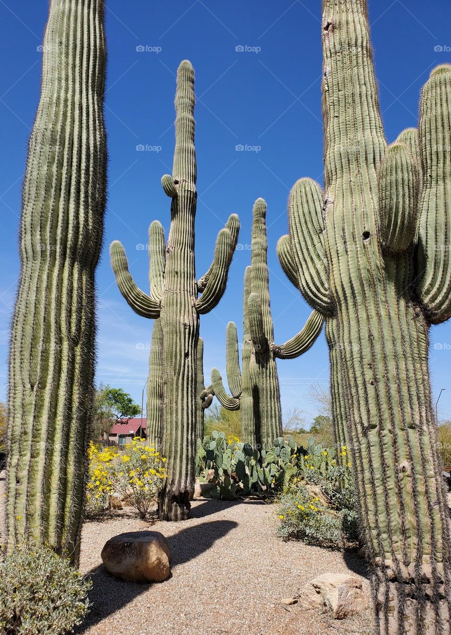 Towering Saguaro Cactus in the Arizona Desert