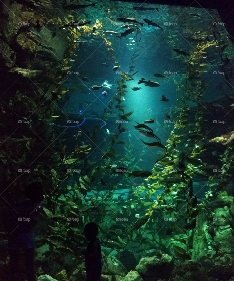 Ripley's Aquarium, Toronto, ON, Canada 🍁