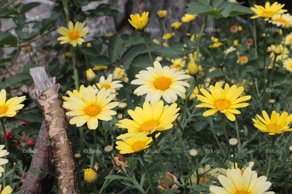 Yellow flowers 💛💮💛