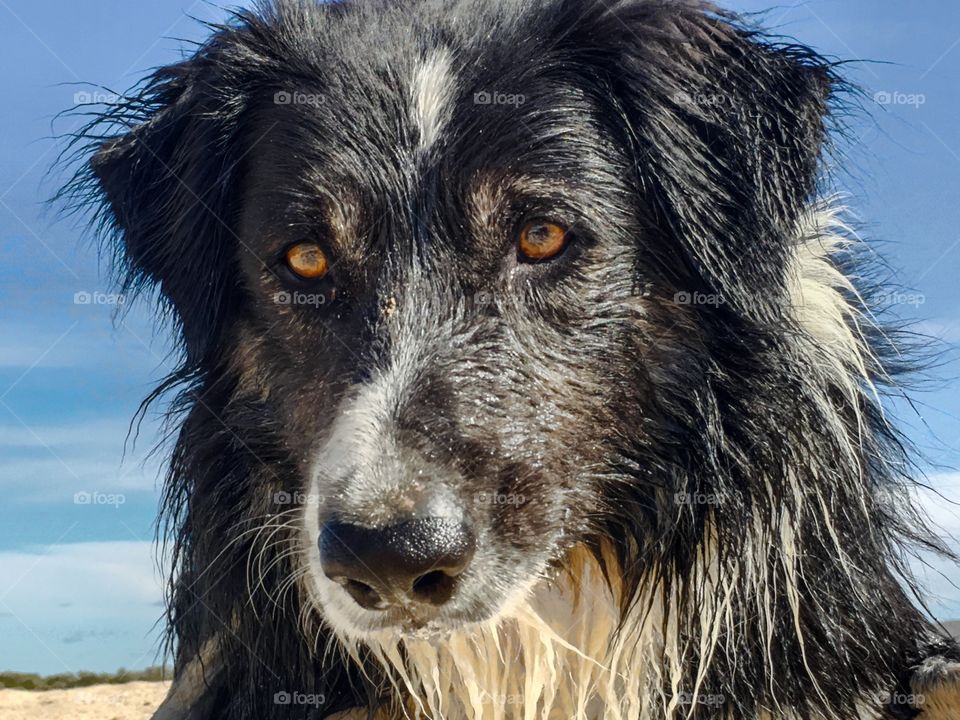 Border collie sheepdog wet and sandy from run on beach, closeup face