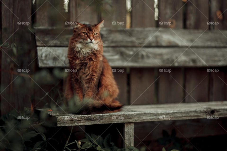 Rudy somali cat sitting on an old wooden bench at summer day