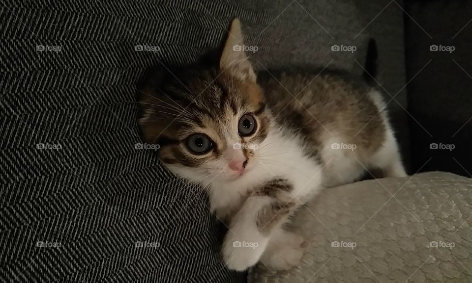 Kitten age 6-8 weeks