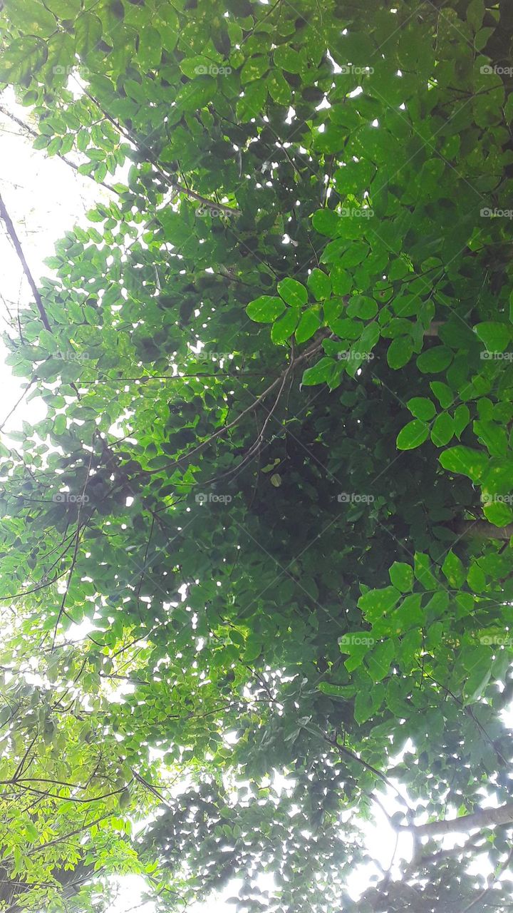 lush tree leaves