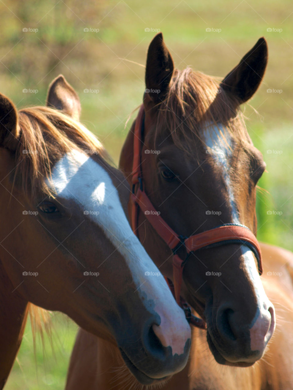 Horses in love