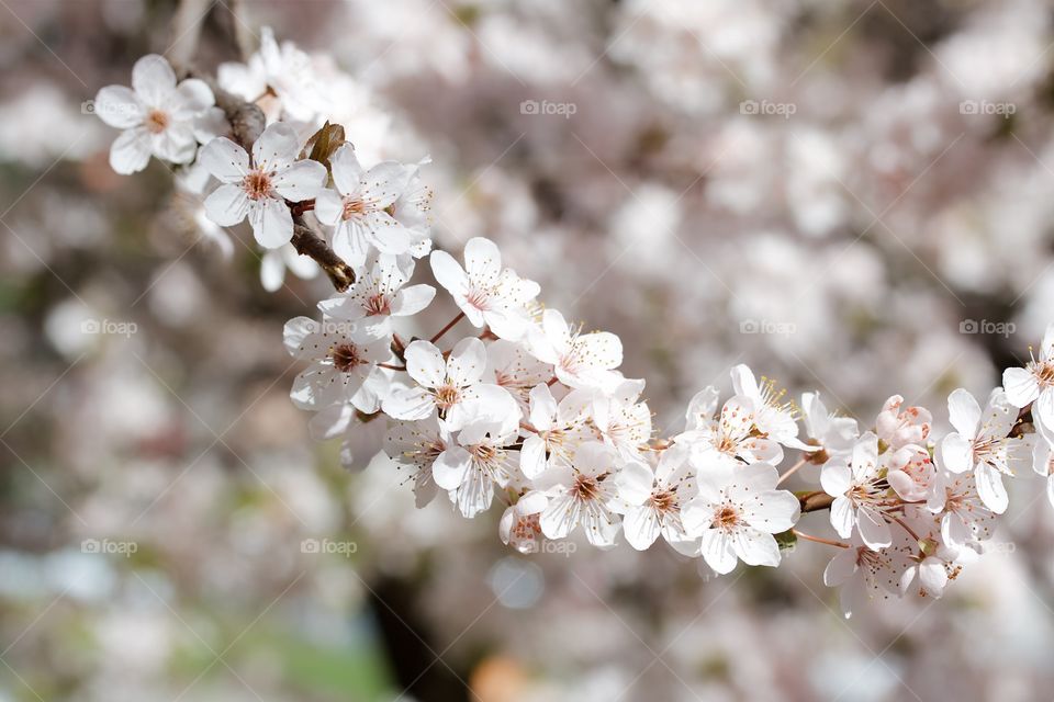 Close-up of cherry blossom flower