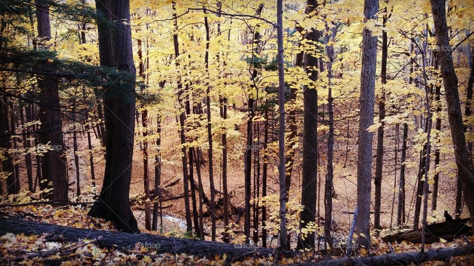 Hues in a falling Forest