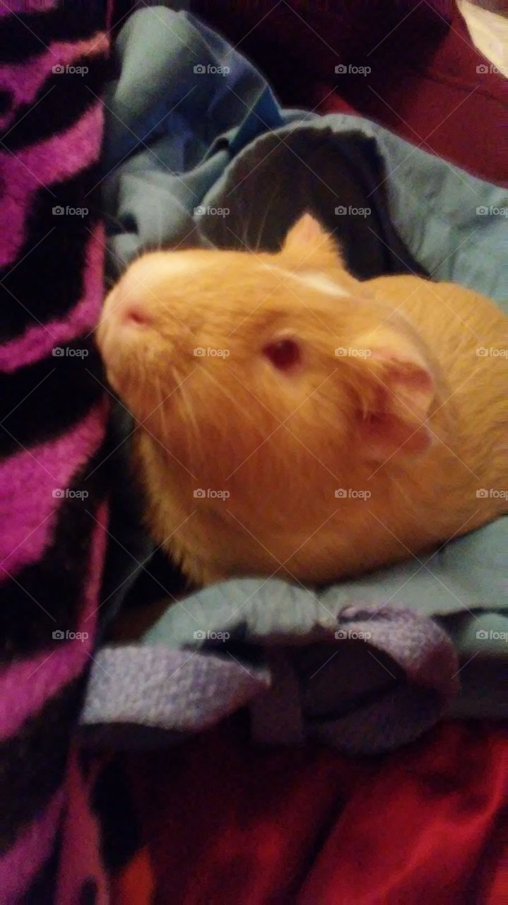 stuart. guinea pig. sweet