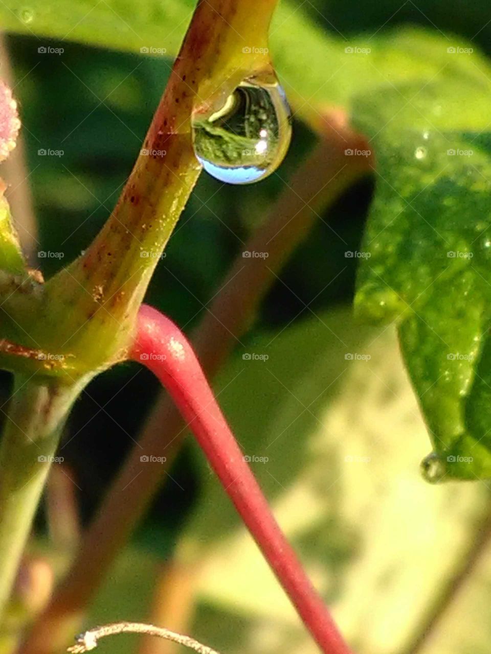 water drop on a vine