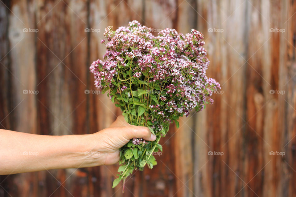 A hand holding oregano herbs on wooden background