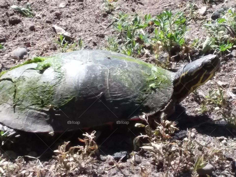 turtle from north creek.