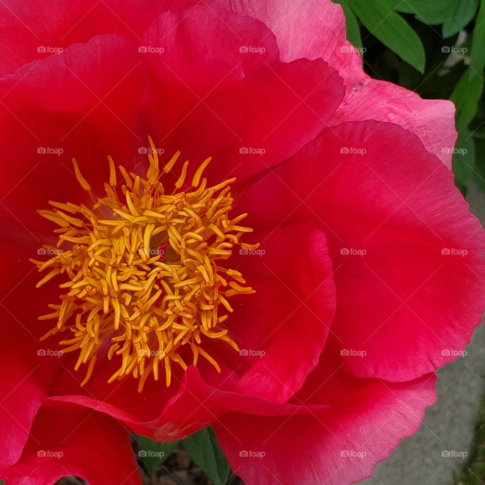 Chinese Peony 2