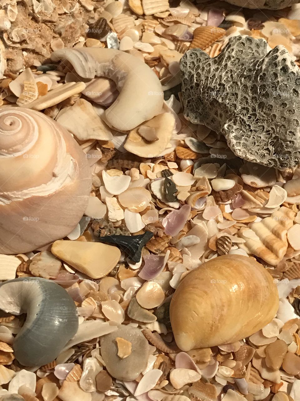 Seashells 