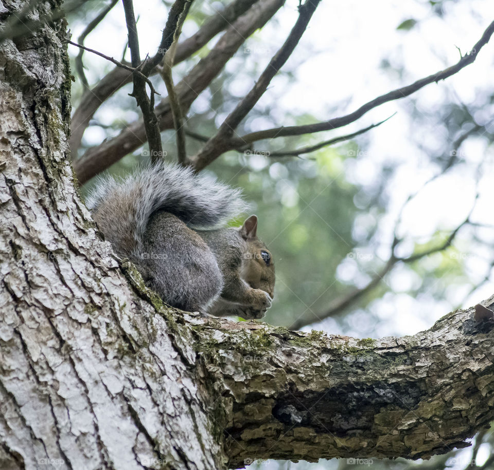 squirrel eating in tree. squirrel eating in the tree 