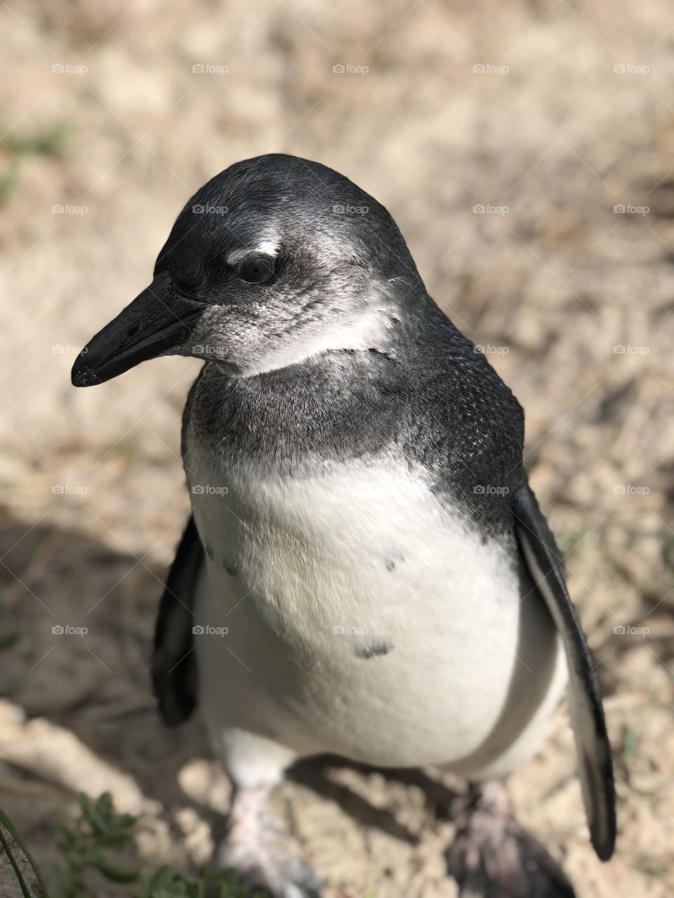 Cute penguin in Cape Town