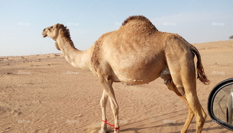 beautiful camel