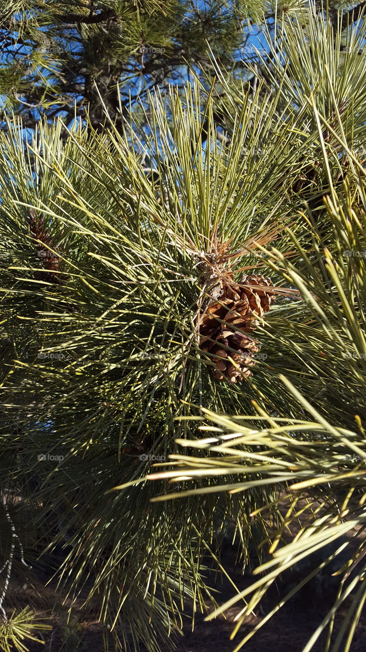 Pine Cone