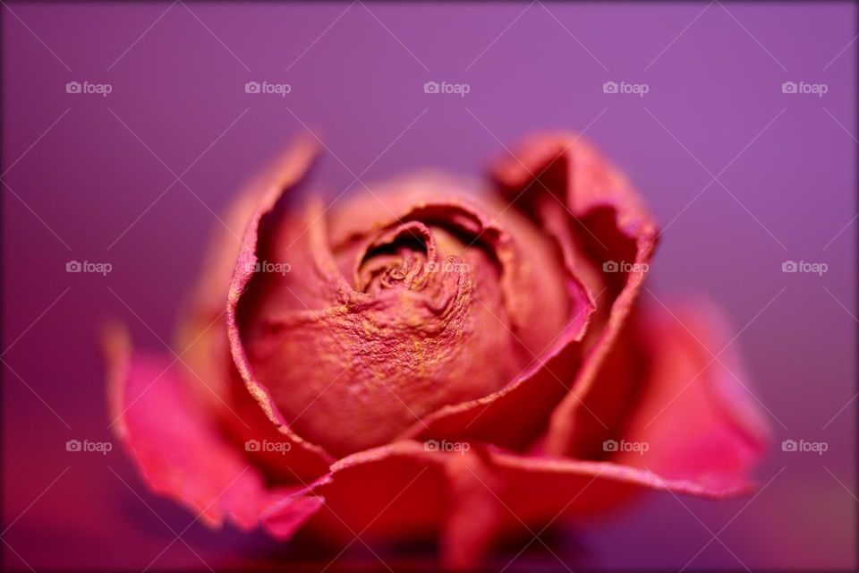 Blossoming flower close up background nature therapy summer mood positive vibes wonderful time hustling daydreaming naturalism macro microcosmos