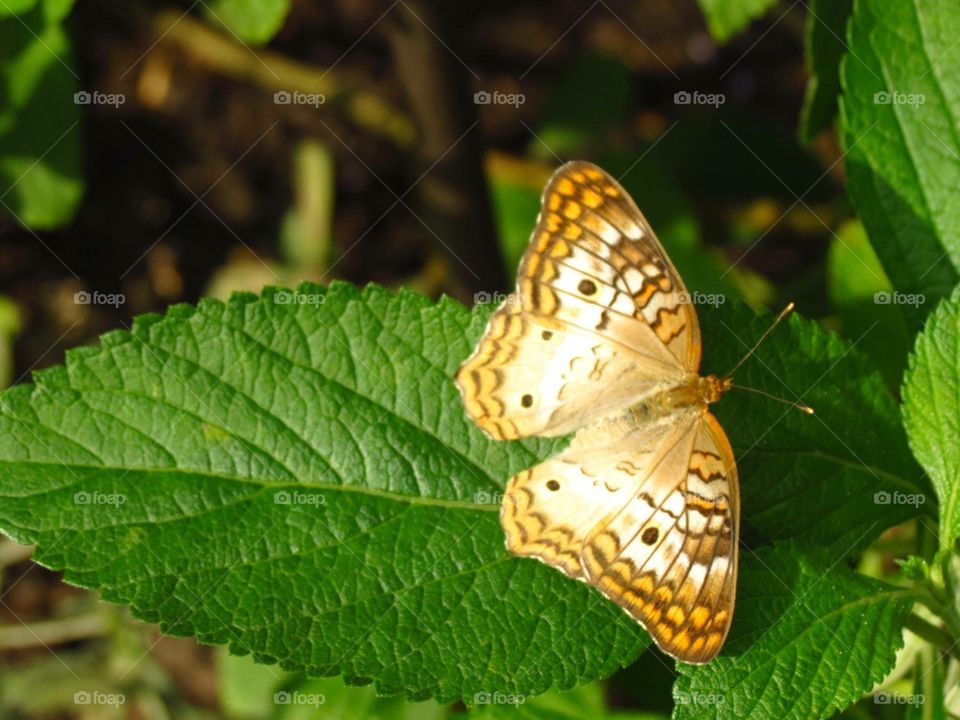 Butterfly, Nature, Insect, Summer, No Person