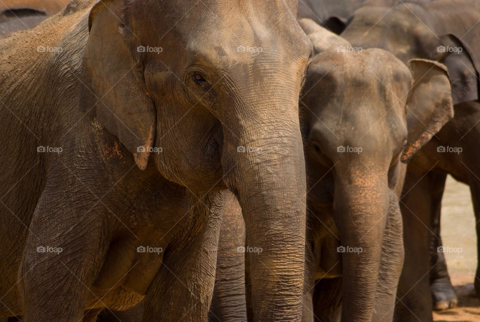 asia animals exotic elephant by vidu