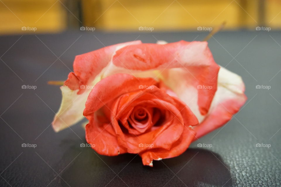 Single rose