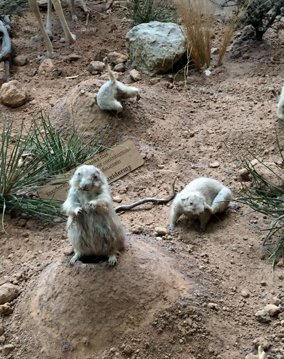 Prairie dogs at play