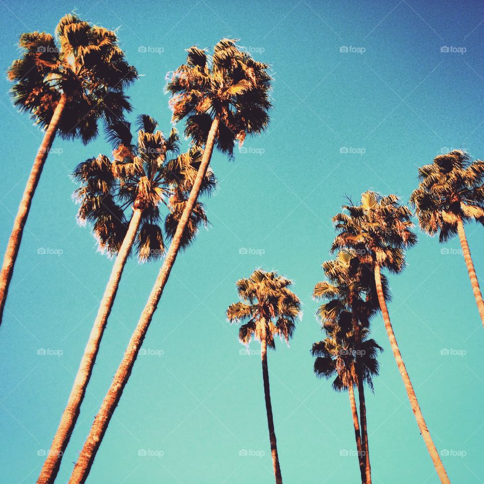 Pop palms. Palm trees in Los Angeles 