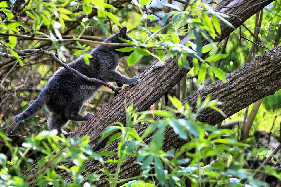 Wild cat in the park 