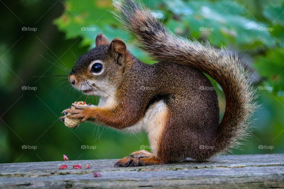 Smiling red squirrel