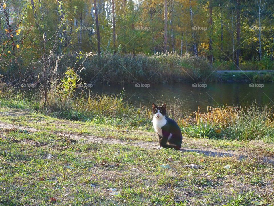 Cat walks on autumn park