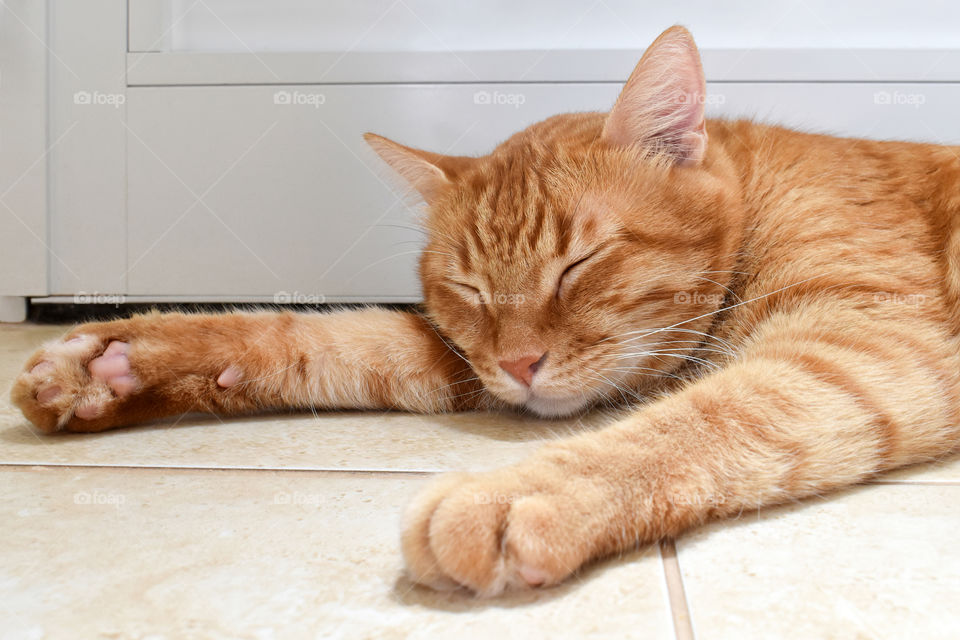 Cat sleeping on the floor at home.