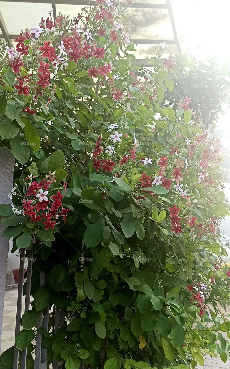 Madhumalti