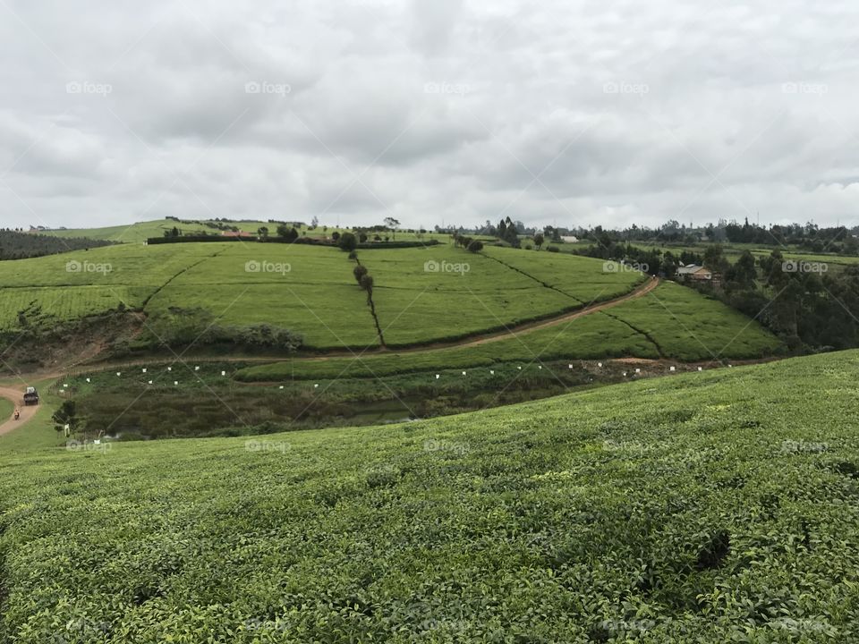 Beautiful roadside view of tea farm in Limuru Kenya.