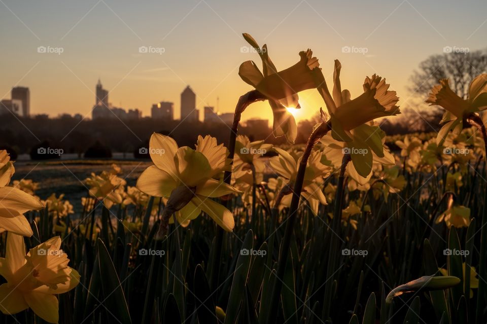 The a beautiful garden of golden daffodils backlit by the rising sun at Dorothea Dix Park in Raleigh North Carolina. Cityscape is visible on the horizon. 