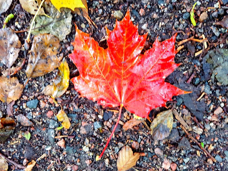 Maple Leaf
