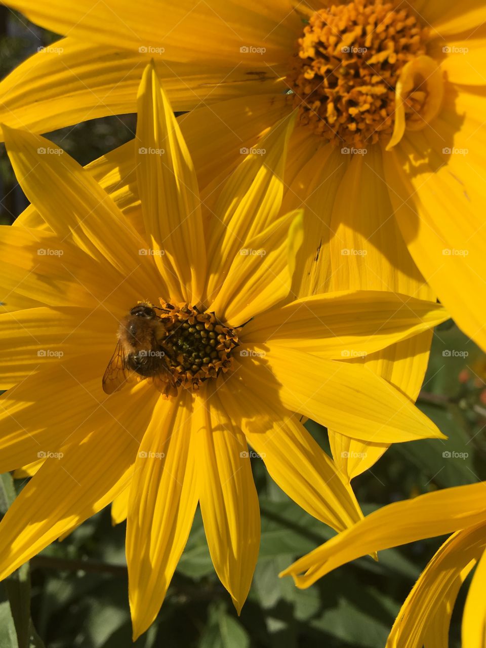 Bee