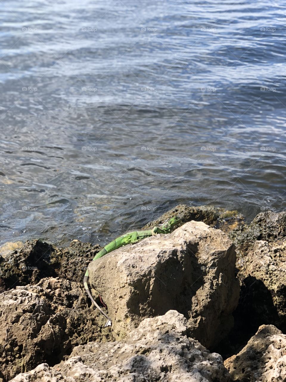 Sunny like an iguana