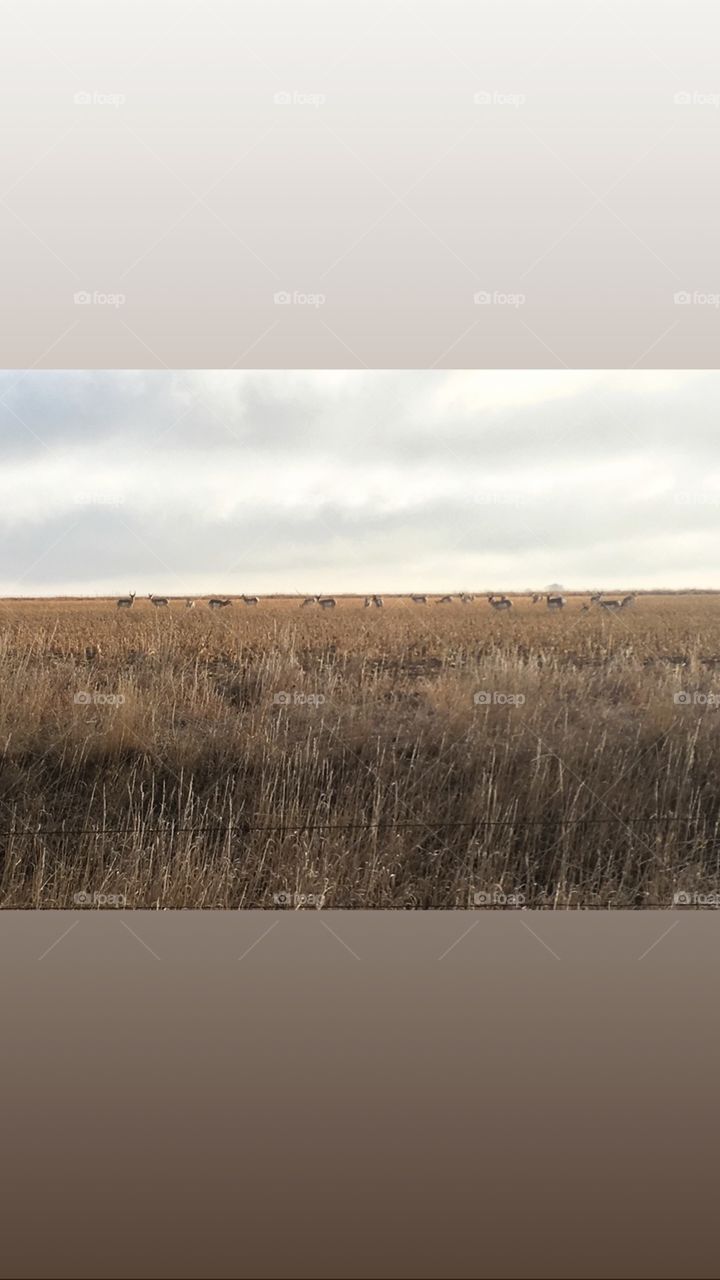 Antelope field 