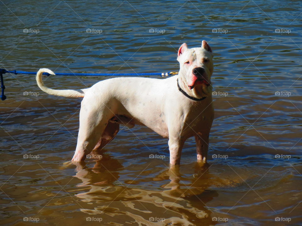 Massif Dip. Dog takes a River dip