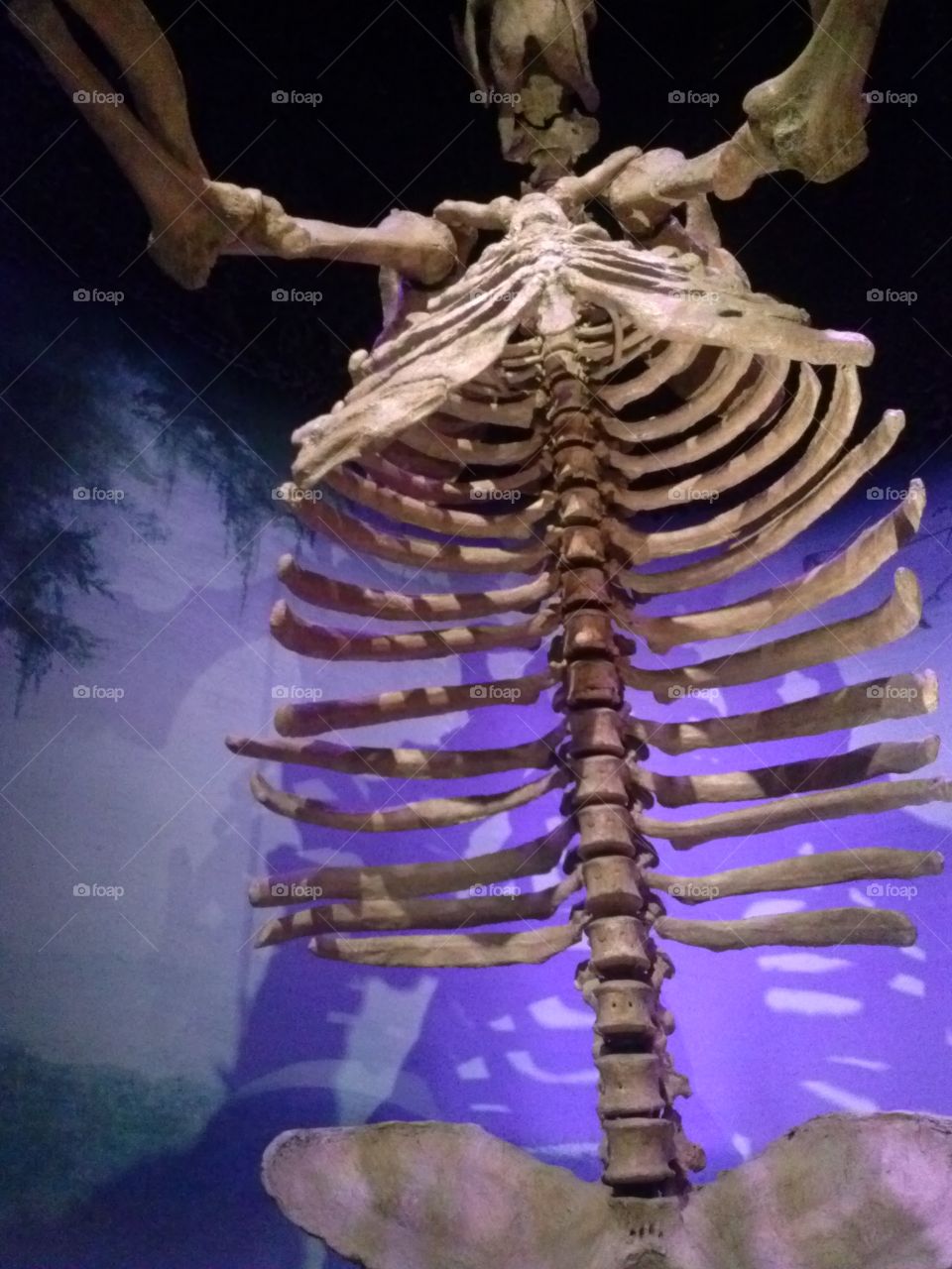 Giant Sloth. On display at the Florida Museum of Natural History.