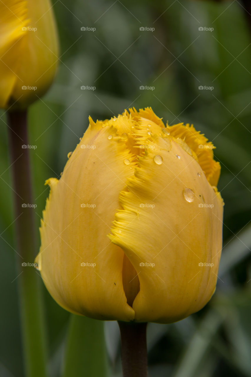 Yellow tulips