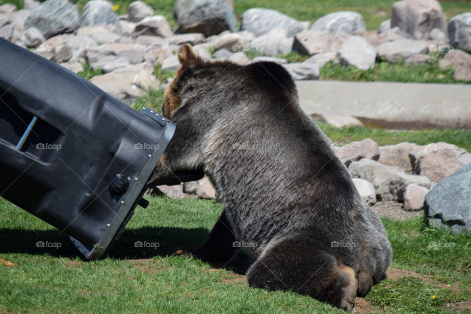 A black bear scavenging food from a trash bin