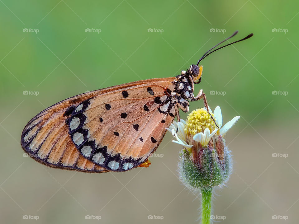 butterfly wings