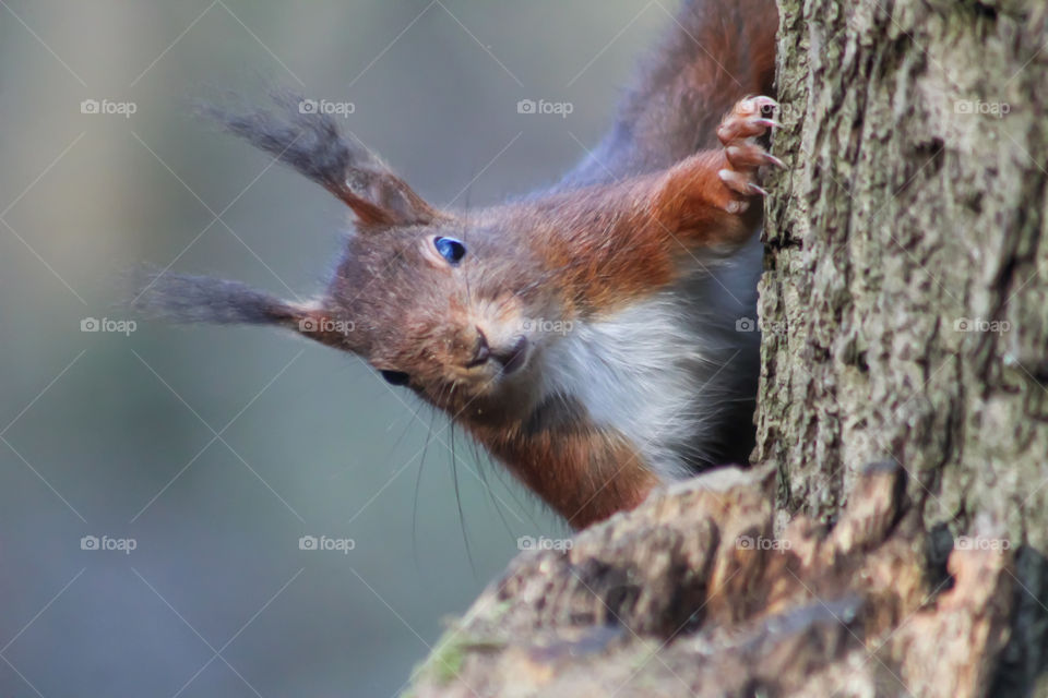 Squirrel, Hello there!