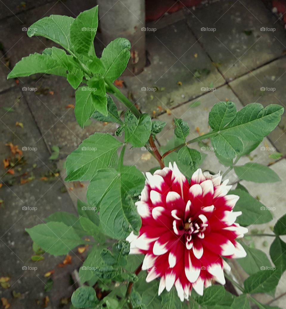 White-Red flower